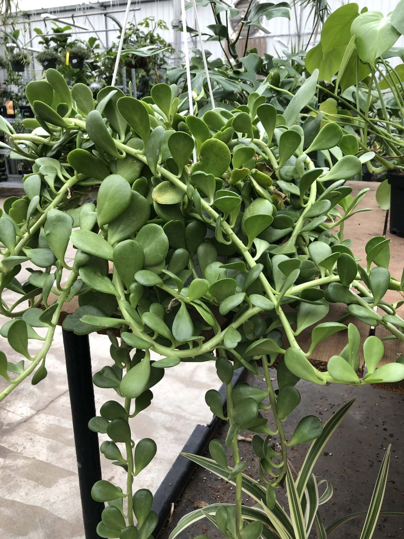 caramel marble philodendron seeds Philodendron Caramel Marble