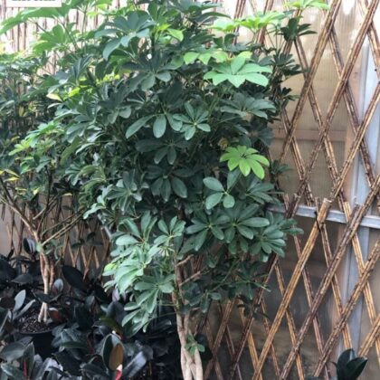 Schefflera Umbrella Tree braid