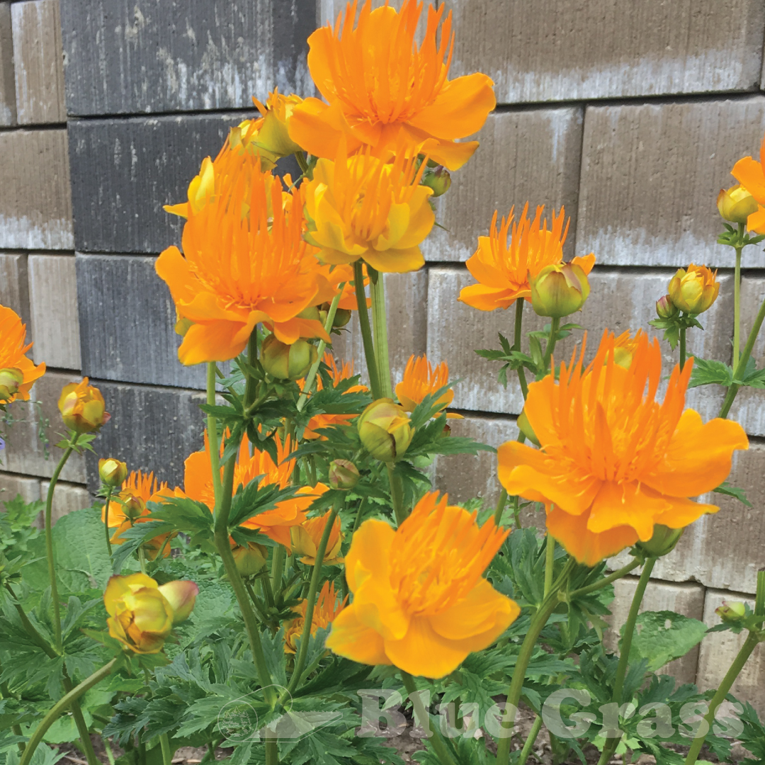 Golden Queen Globeflower (Trollius)