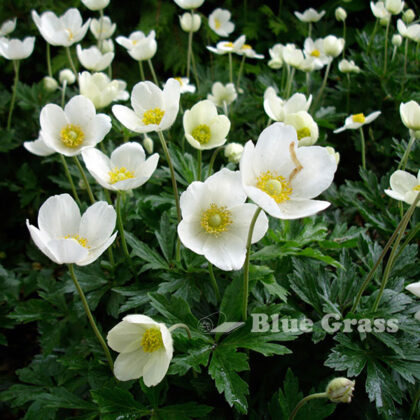 Snowdrop Windflower
