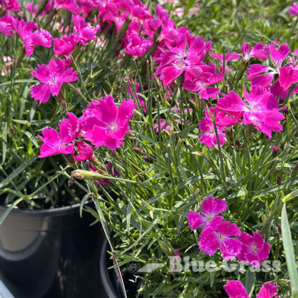Beauties Kahori Pinks