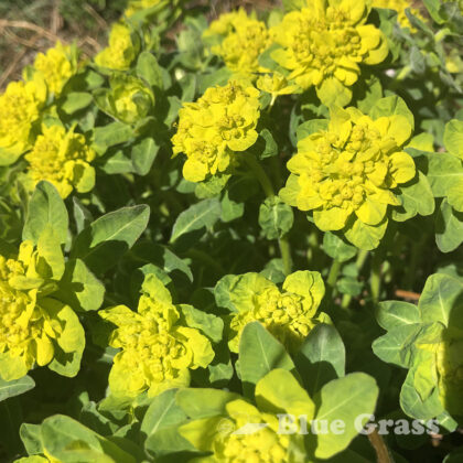 Common Cushion Spurge