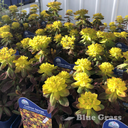 Bonfire Cushion Spurge