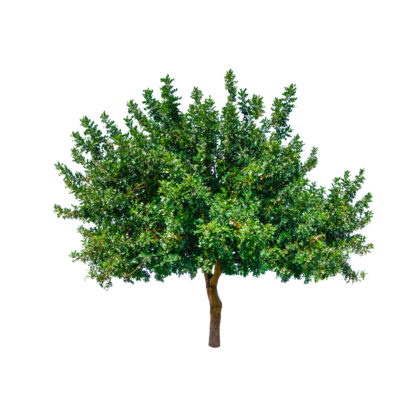 Fruit Trees