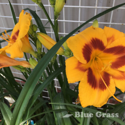 Fooled Me Daylily