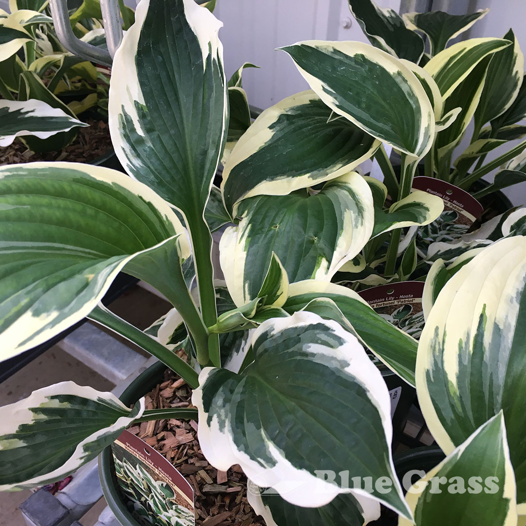 Patriot Plantain Lily