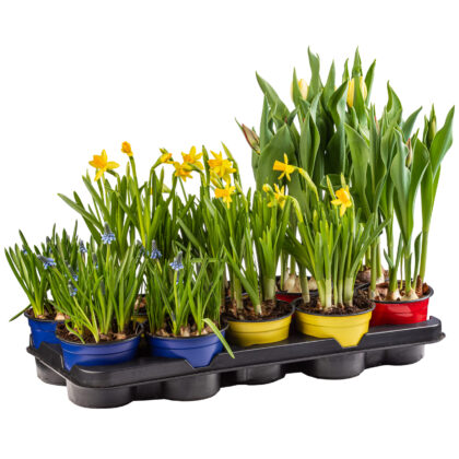 Garden Plants