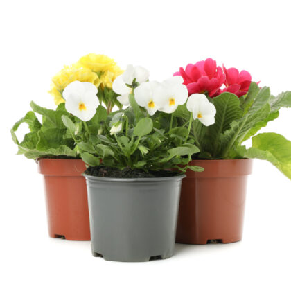 Flowering Indoor Plants