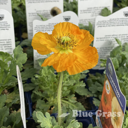 Iceland Champagne Bubbles Mix Poppy
