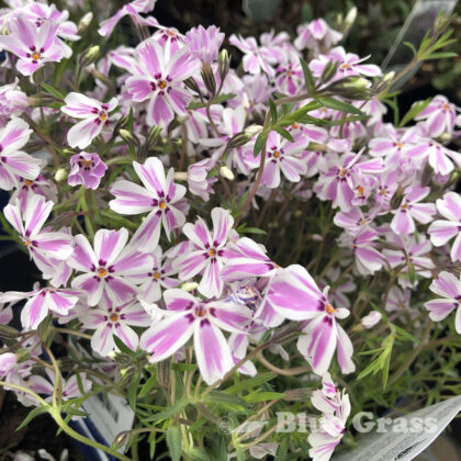 Creeping Candy Stripe Phlox