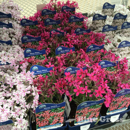 Moss Scarlet Flame Phlox