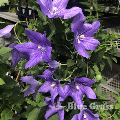 Fuji Blue Balloon Flower