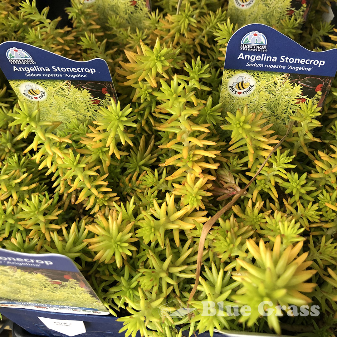 Rocky Angelina Stonecrop