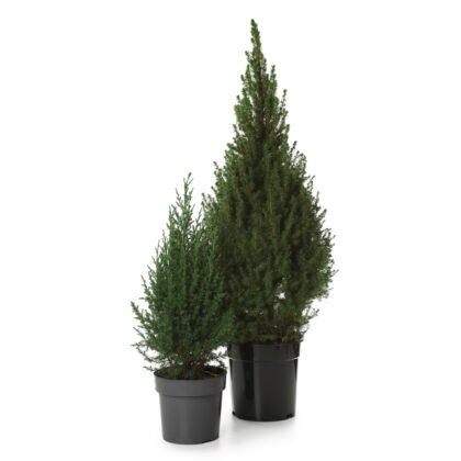 Evergreen Trees