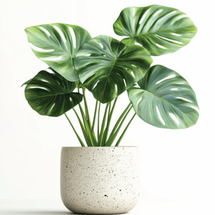 Indoor Plants