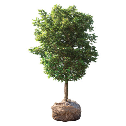 Trees & Shrubs