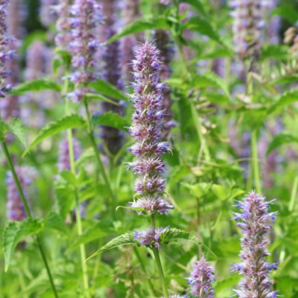 agastache-licorice-mint-flower-seeds-FL2034