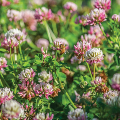 alsike-clover-organic-seeds-CC509