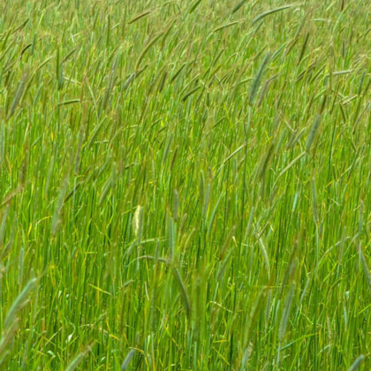 annual-ryegrass-organic-cover-crop-seeds-CC512