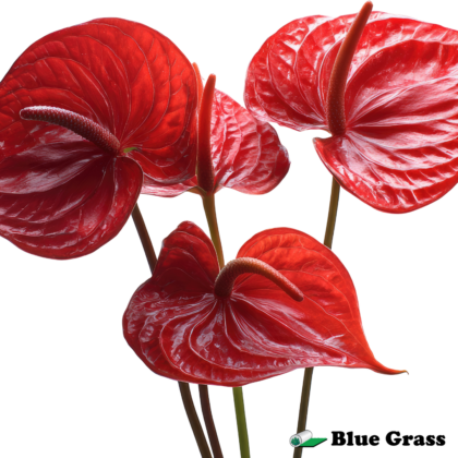anthuriums-flamingo-flower