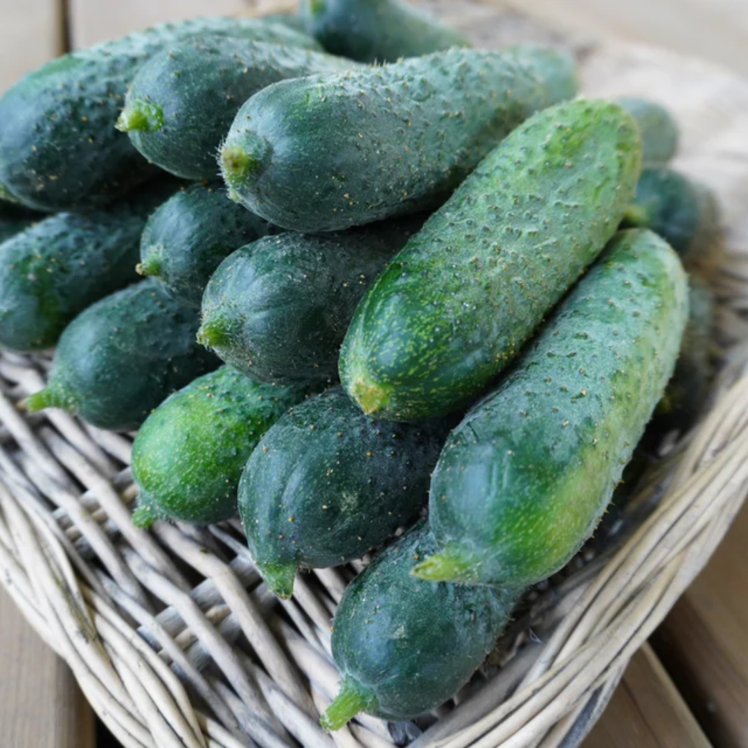 Anya F1 Cucumber West Coast Seeds – Blue Grass Nursery & Garden Centre ...