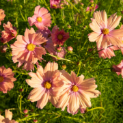 apricotta-cosmos-seeds-FL2030