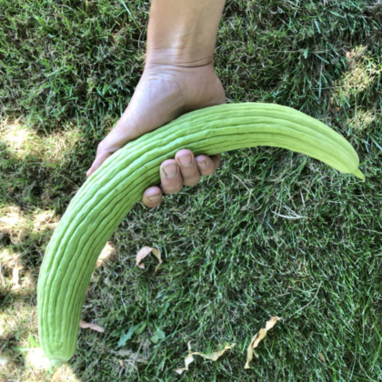 armenian-cucumber-seeds-CU383