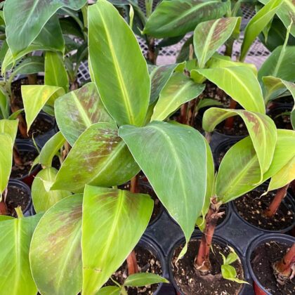 Banana Plant