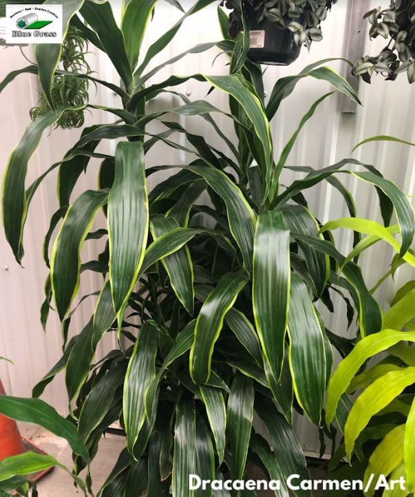 Dracaena Art Carmen  Blue Grass Nursery & Garden Centre: Calgary, Edmonton  & Red Deer