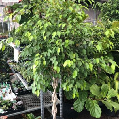 Weeping Fig Tree Braid