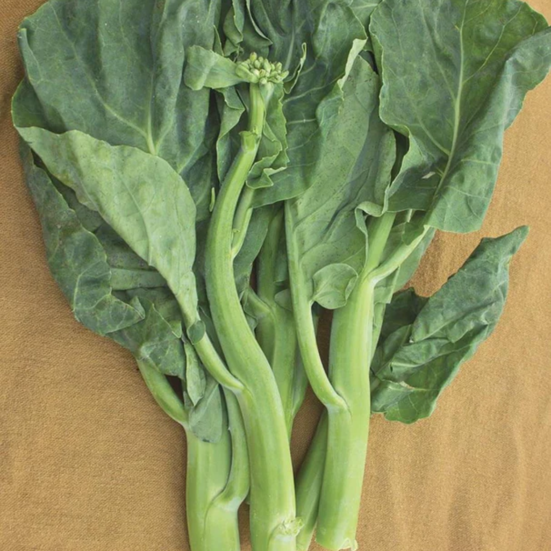 Diamond Broccoli Green Pearl Broccoli F1 West Coast Seeds – Blue Grass Nursery & Garden ...