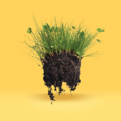 grub-resistant-lawn-blend-seeds-LS906