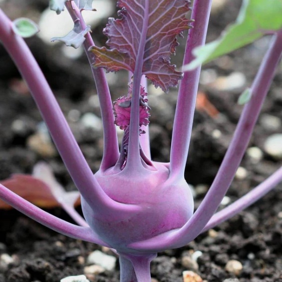Kolibri Kohlrabi F1 West Coast Seeds – Blue Grass Nursery & Garden ...