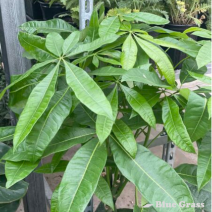 Money Tree Pachira - Calgary Location