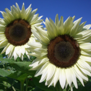 procut-white-night-F1-sunflower-seeds-FL3231