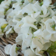 Family White Sweet Pea West Coast Seeds – Blue Grass Nursery