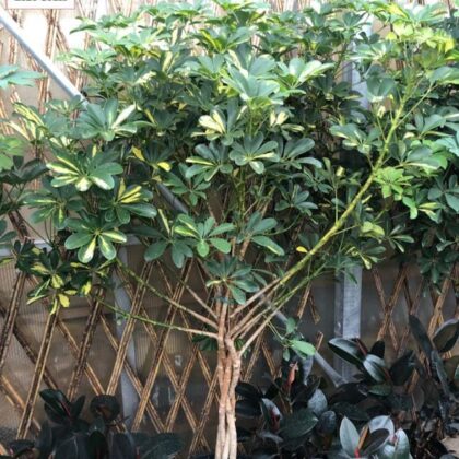 Schefflera Umbrella Tree Variegated std