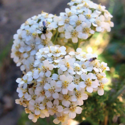 achillea-western-yarrow-flower-seeds-FL3825
