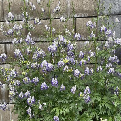 Cammarum 'Bi-Color'  Monkshood