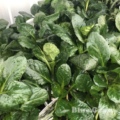 Black Scallop Bugleweed