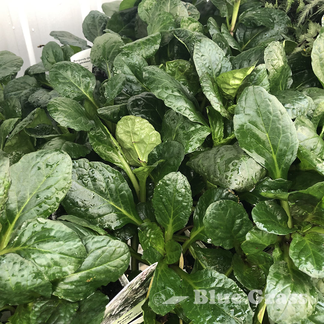 Black Scallop Bugleweed