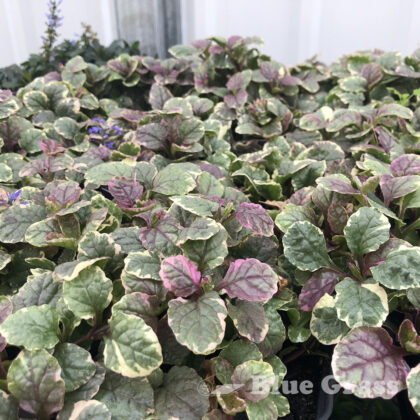 Burgundy Glow Bugleweed