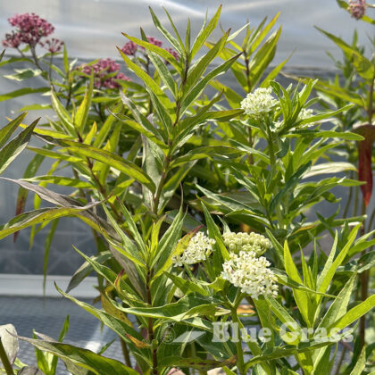 Ice Ballet Blanket Butterfly Flower Milkweed