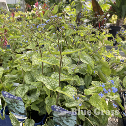 Alexander's Great Siberian Bugloss