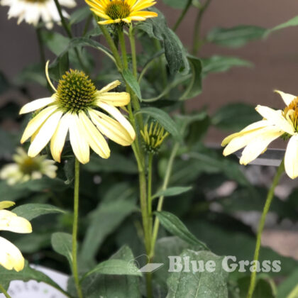 Powwow White Coneflower