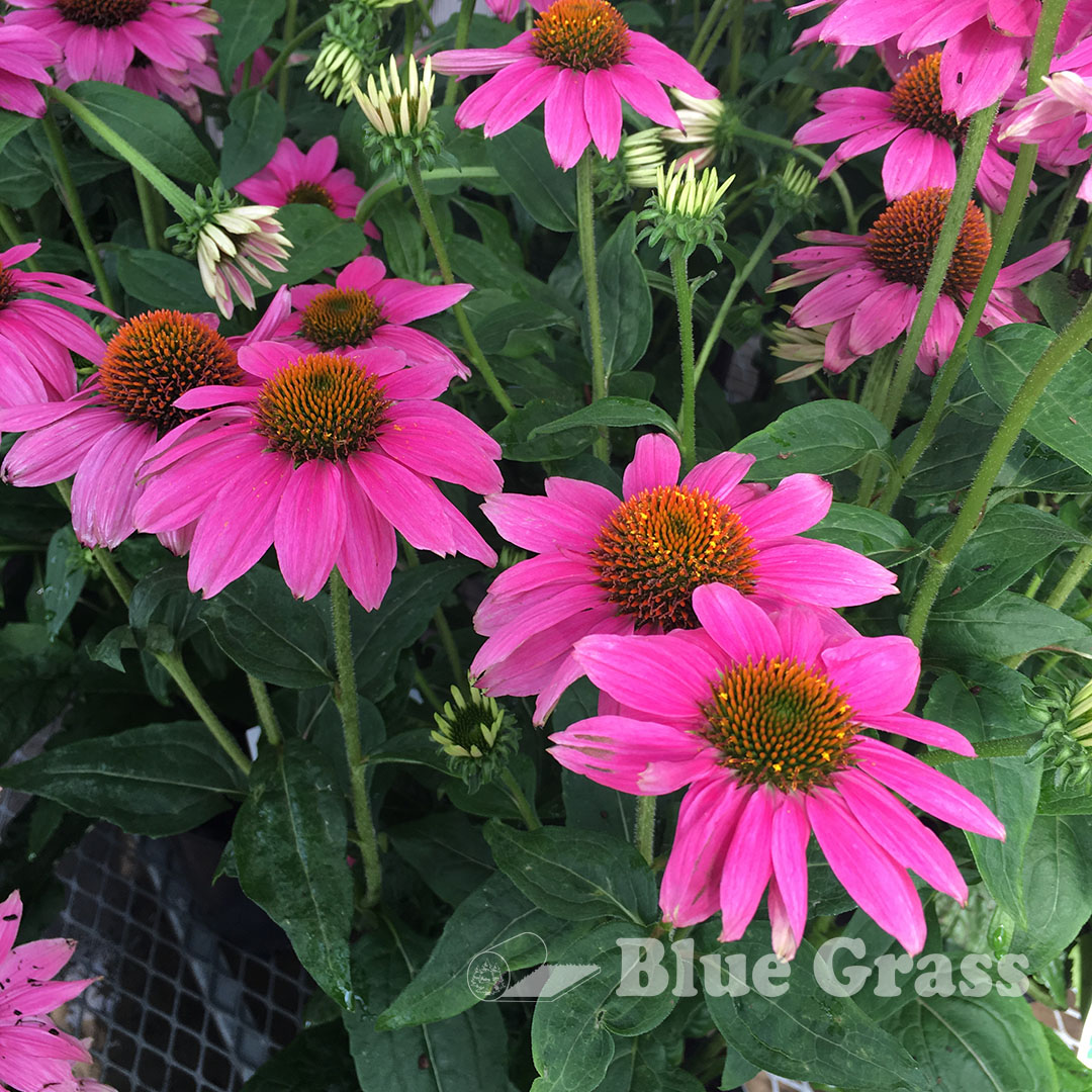 Powwow Wild Berry Coneflower