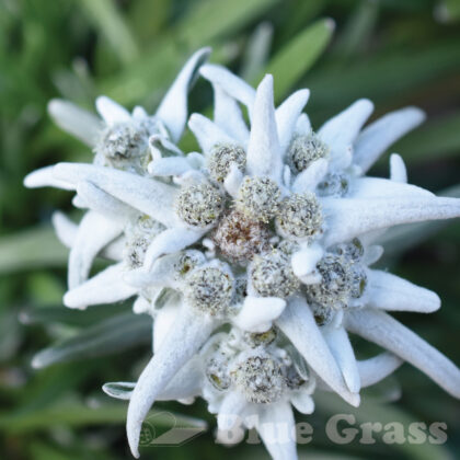 Blossom of Snow Edelweiss