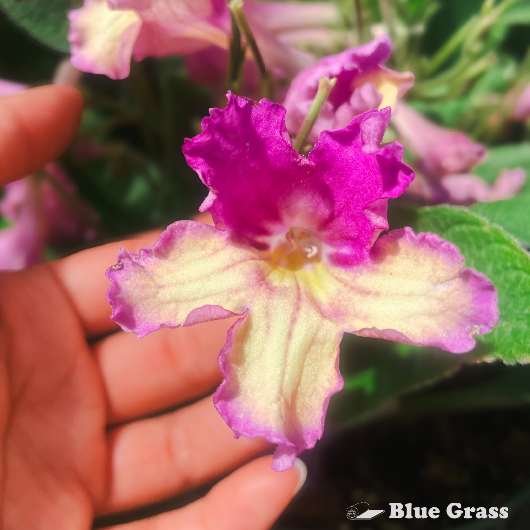 トランプ FLORA Streptocarpus Lady Slippers 6 inch Pot – Blue Grass Nursery