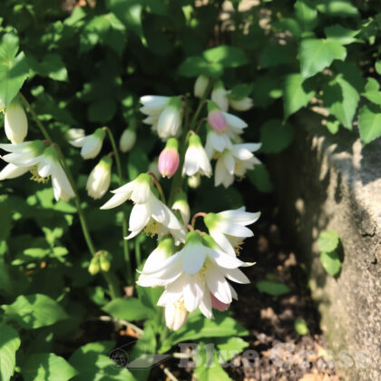 Winter Magic Candy Love Hellebore