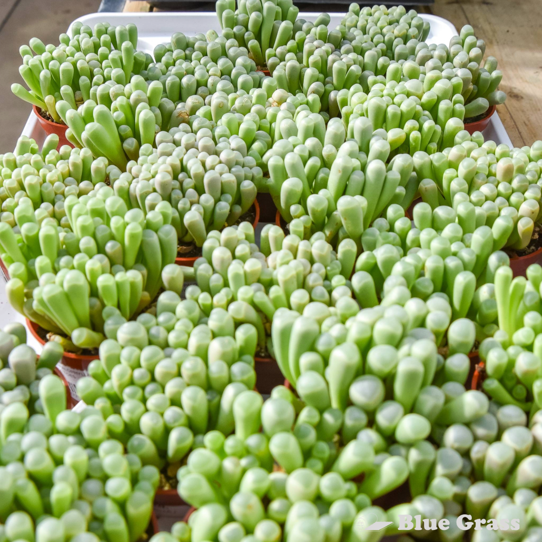 Fenestraria Rhopalophylla - Succulant Baby Toes 2.5 inch Pot - Image 2